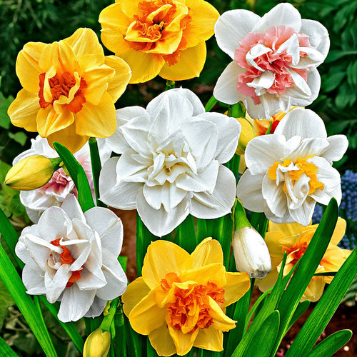 Daffodil Bouquet