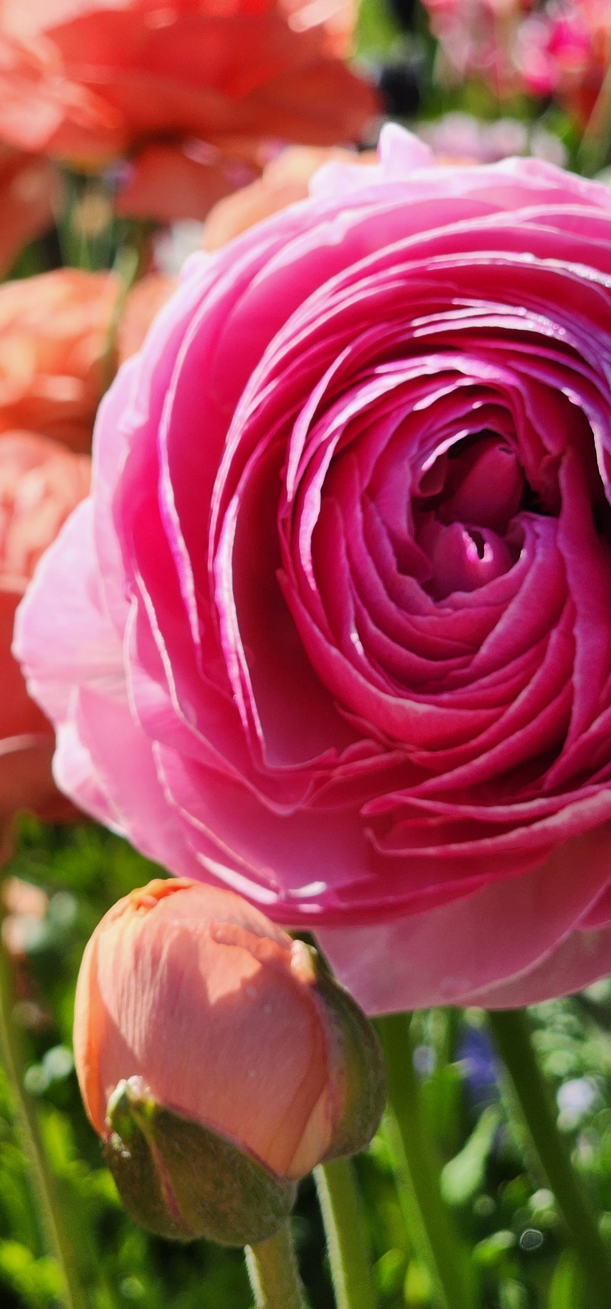 Ranunculus Bouquets