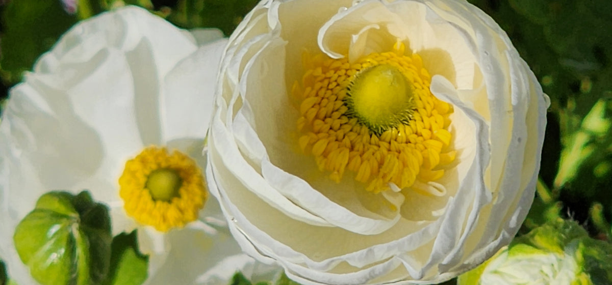 Ranunculus Bouquets