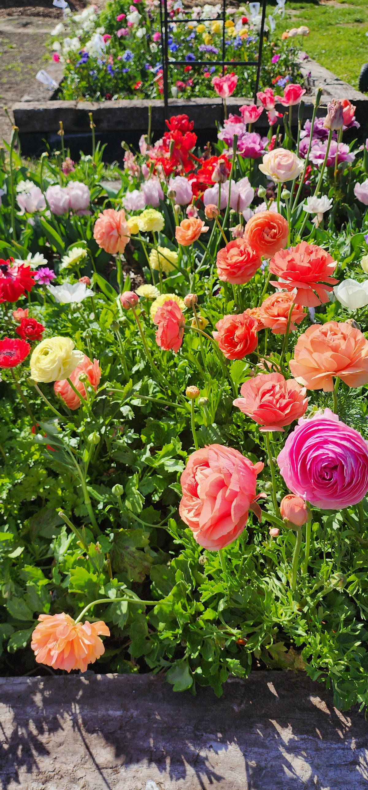 Ranunculus Bouquets