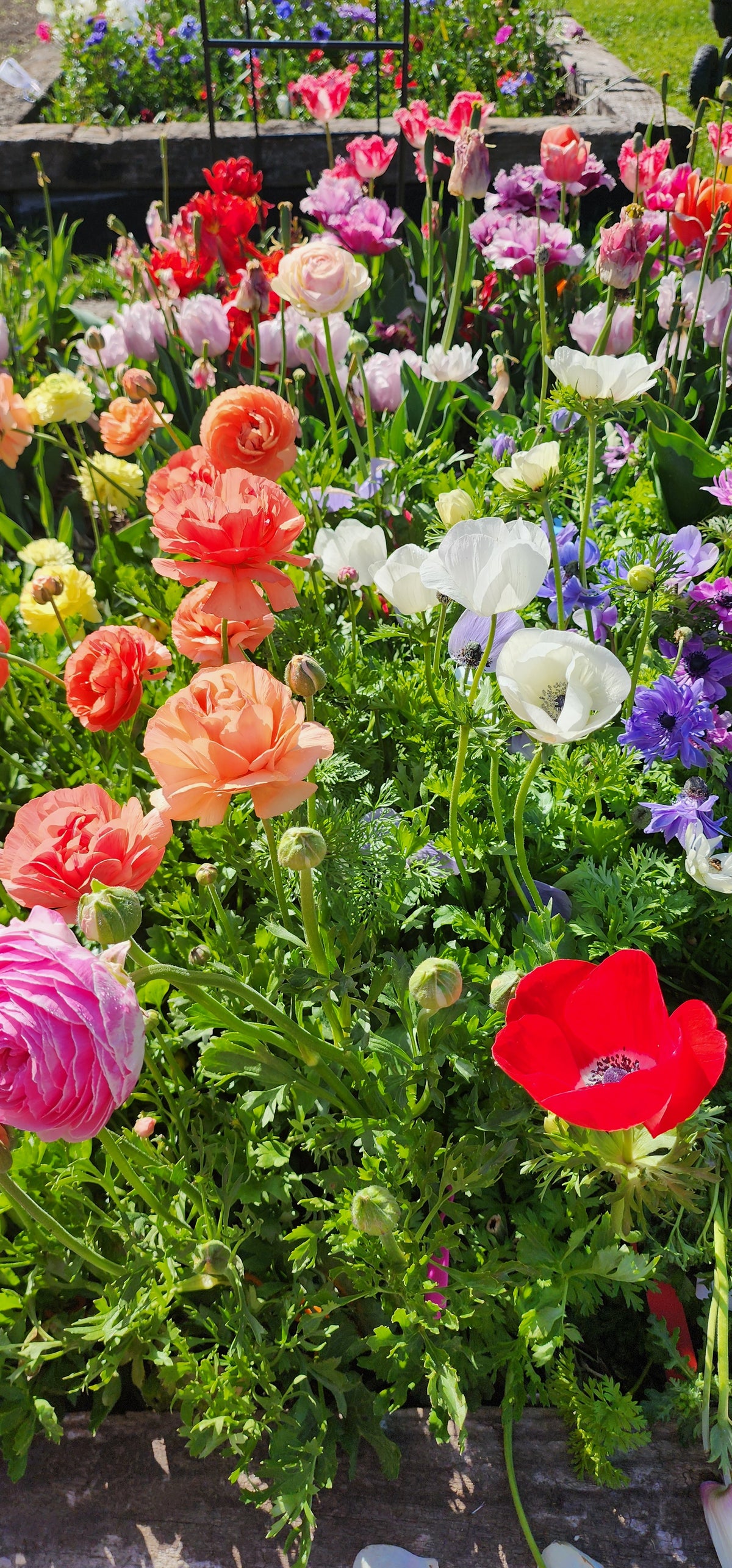 Ranunculus Bouquets