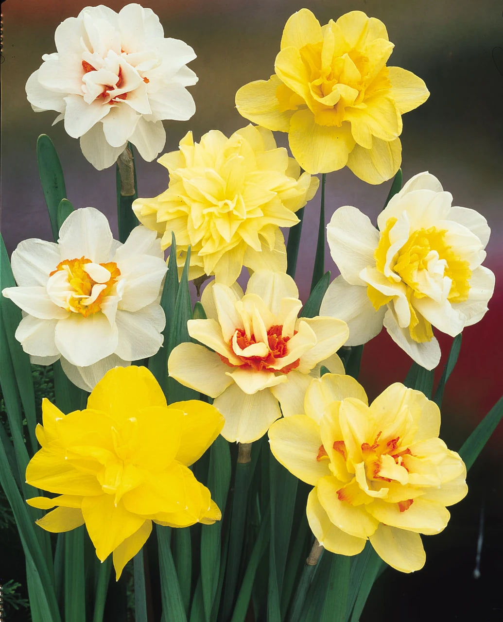 Daffodil Bouquet