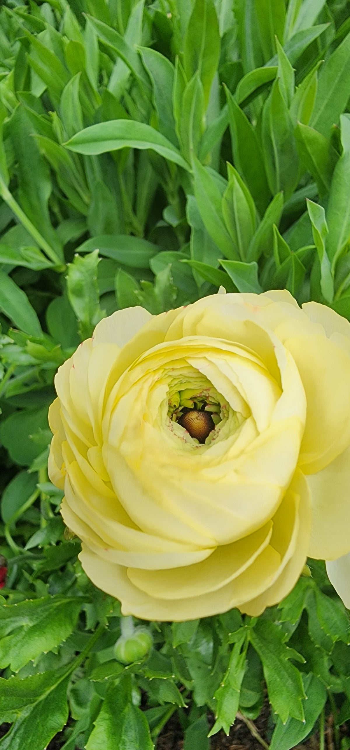 Ranunculus Bouquets