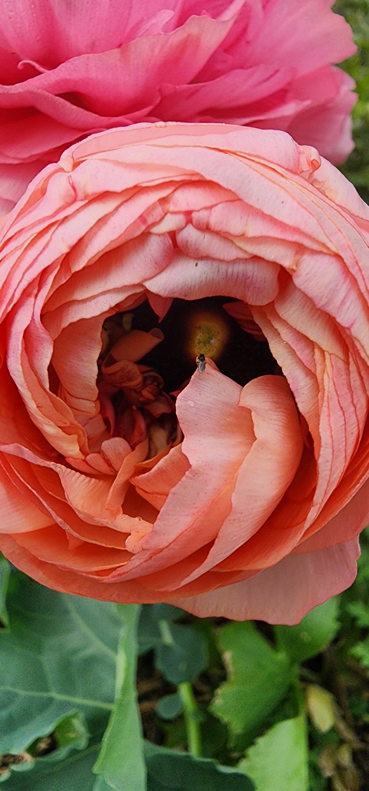 Ranunculus Bouquets