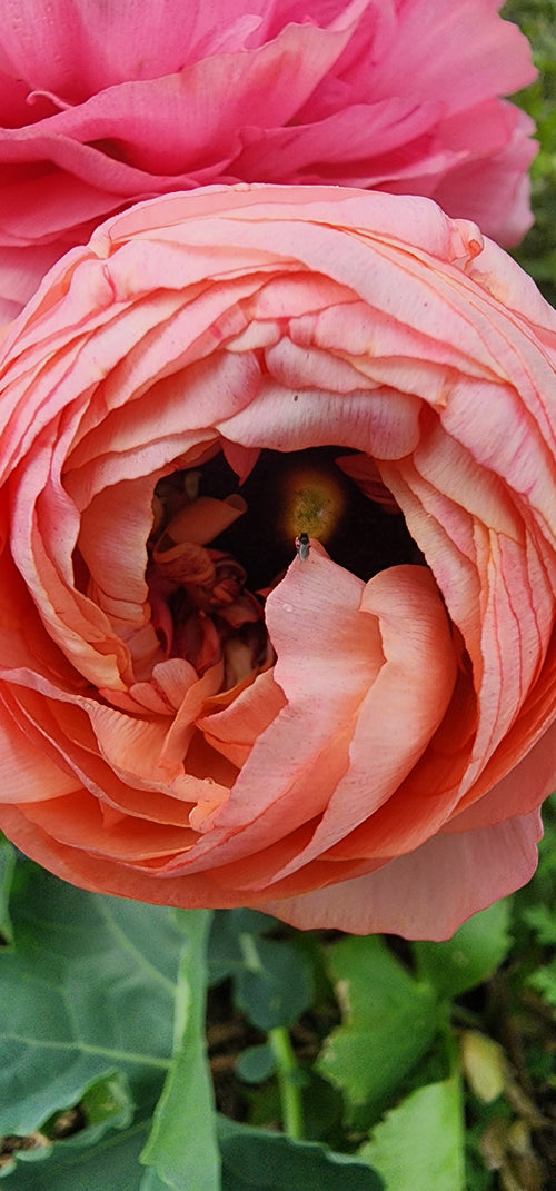 Ranunculus Bouquets