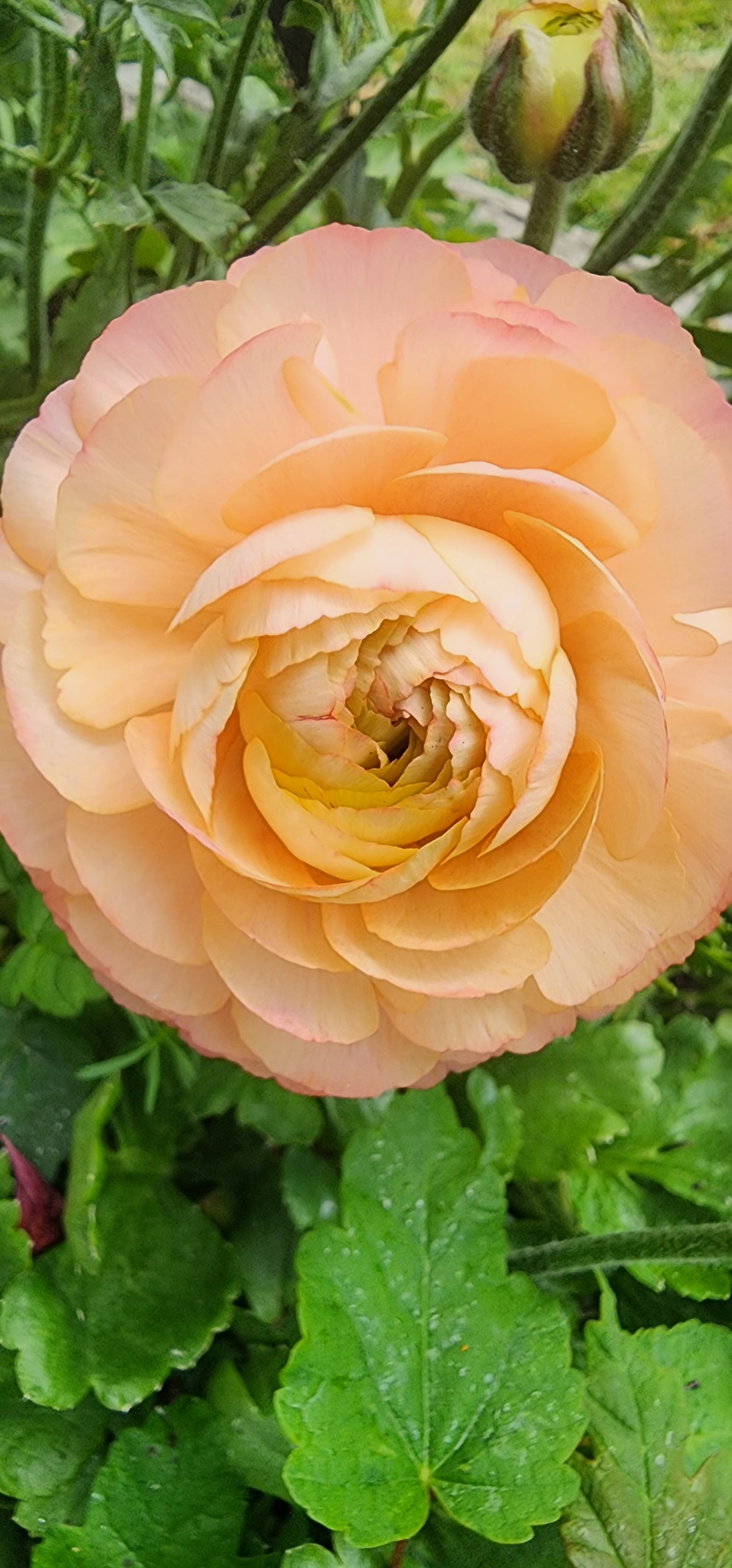 Ranunculus Bouquets